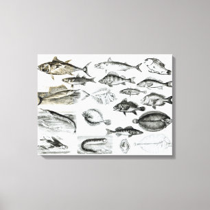 Ichthyology Osseous Fishes Canvas Print