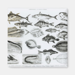 Ichthyology Osseous Fishes Magnet