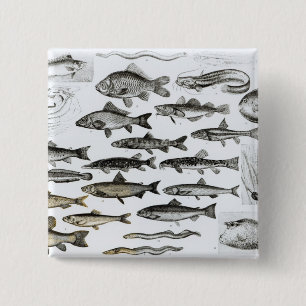 Ichthyology, Osseous Fishes, Marisipobranchs 2 Inch Square Button