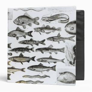 Ichthyology, Osseous Fishes, Marisipobranchs Binder