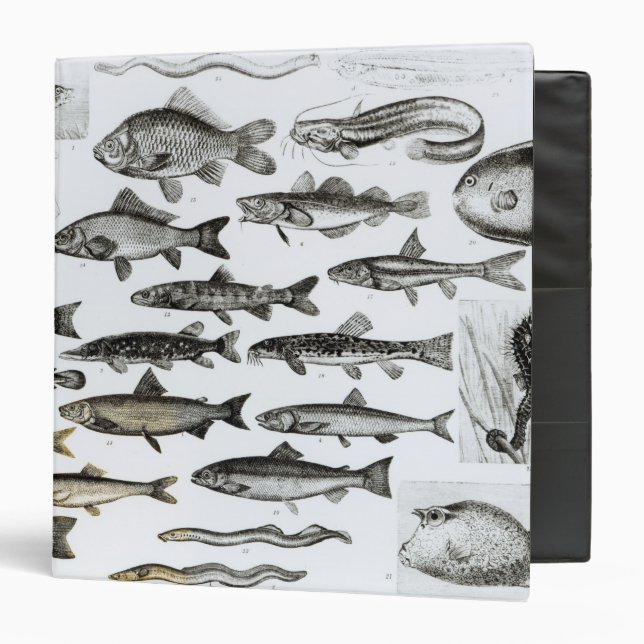 Ichthyology, Osseous Fishes, Marisipobranchs Binder (Front/Inside)