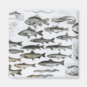 Ichthyology, Osseous Fishes, Marisipobranchs Magnet