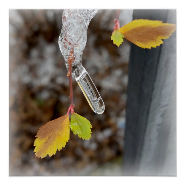 Icicle on leaf poster (Front)