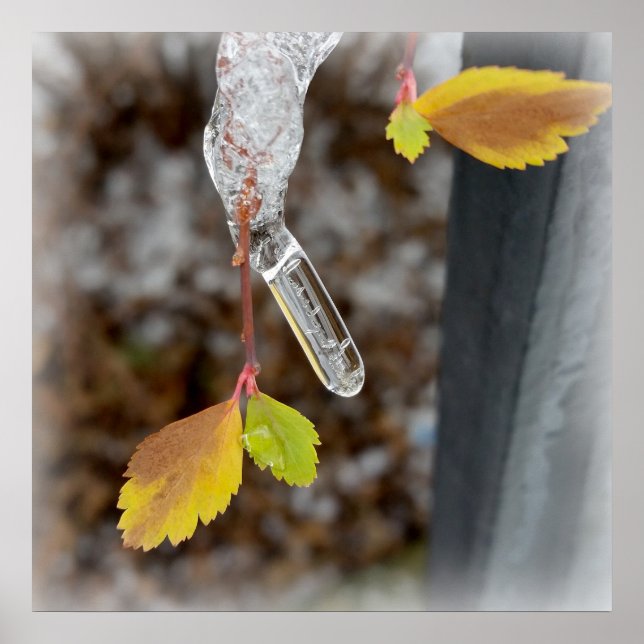 Icicle on leaf poster (Front)