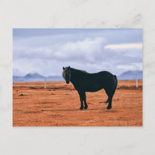 Iconic black Icelandic horse postcard