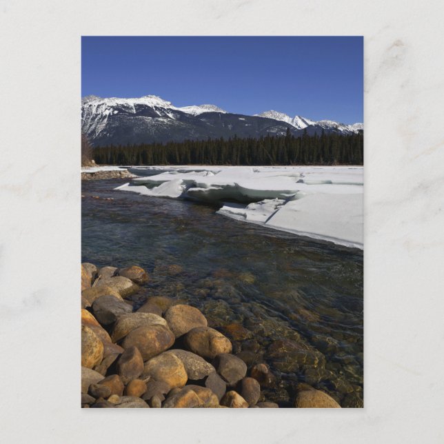 Icy Athabasca River Postcard (Front)
