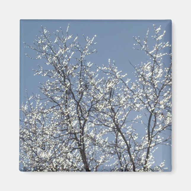 Icy Branches in Winter Blue Sky Magnet (Front)
