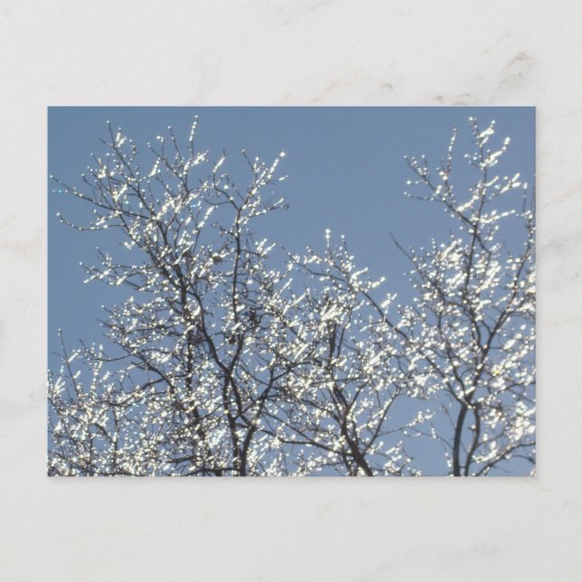 Icy Branches in Winter Blue Sky Postcard (Front)