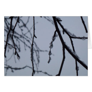 Icy Branches Winter Nature Photographie
