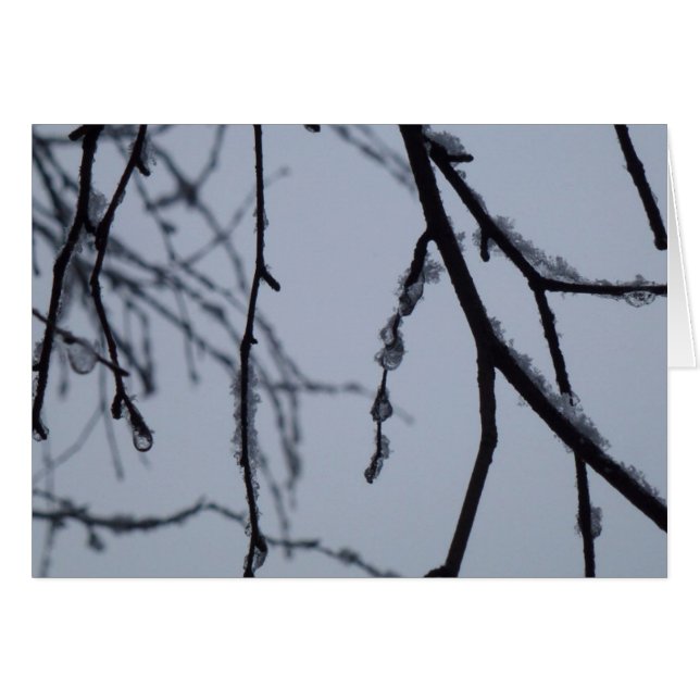 Icy Branches Winter Nature Photographie (Devant horizontal)