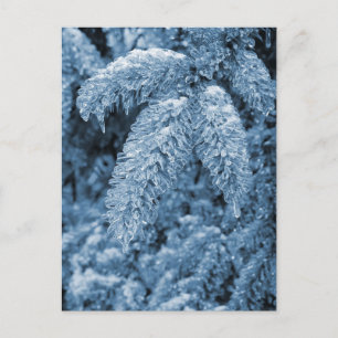 Icy Pine Postcard