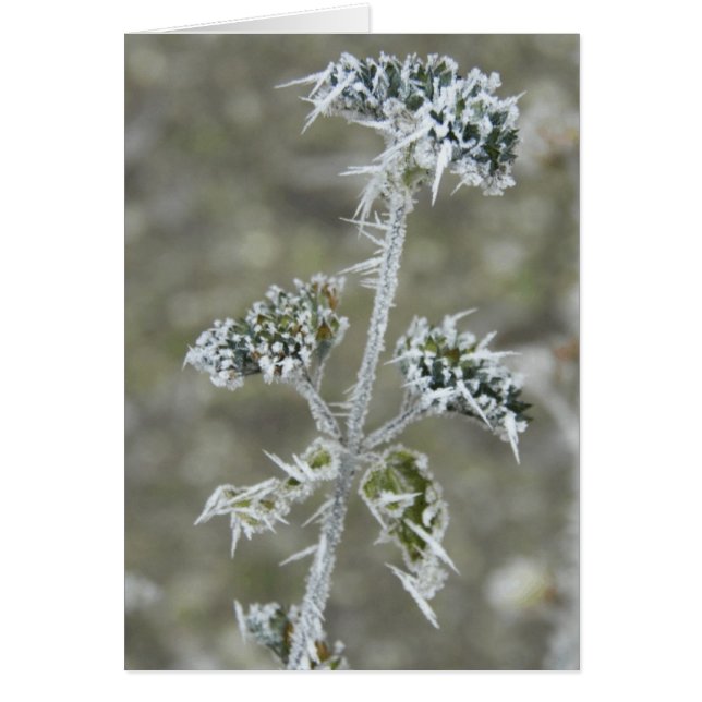 Icy Pod (Devant)