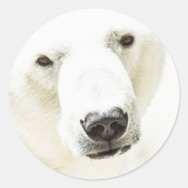 Icy stare of a Polar Bear Classic Round Sticker (Front)