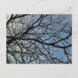 Icy tree branches postcard