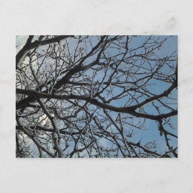 Icy tree branches postcard (Front)