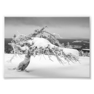 Icy twisted pine tree photo print