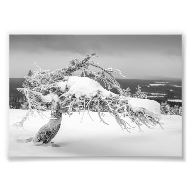 Icy twisted pine tree photo print (Front)
