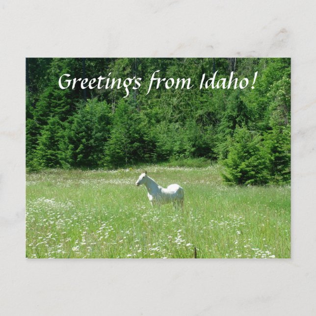 Idaho Meadow - Carte postale (Devant)