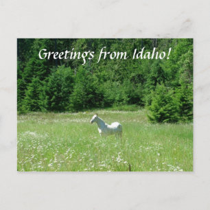 Idaho Meadow - Postcard