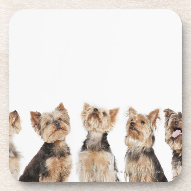 Identical dogs sitting together coaster (Front)