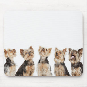 Identical dogs sitting together mouse pad