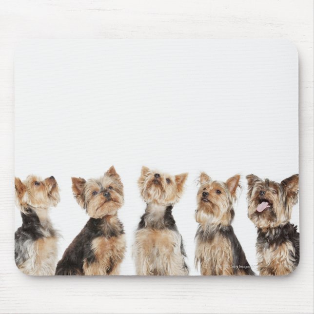 Identical dogs sitting together mouse pad (Front)