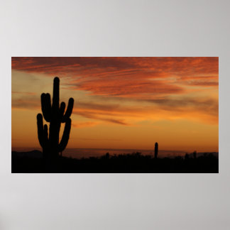 IDKP Arizona cactus in the sunset Poster
