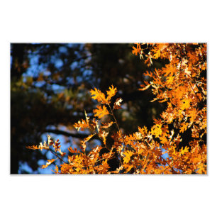 Idyllwild - Pine Cove Photo Print