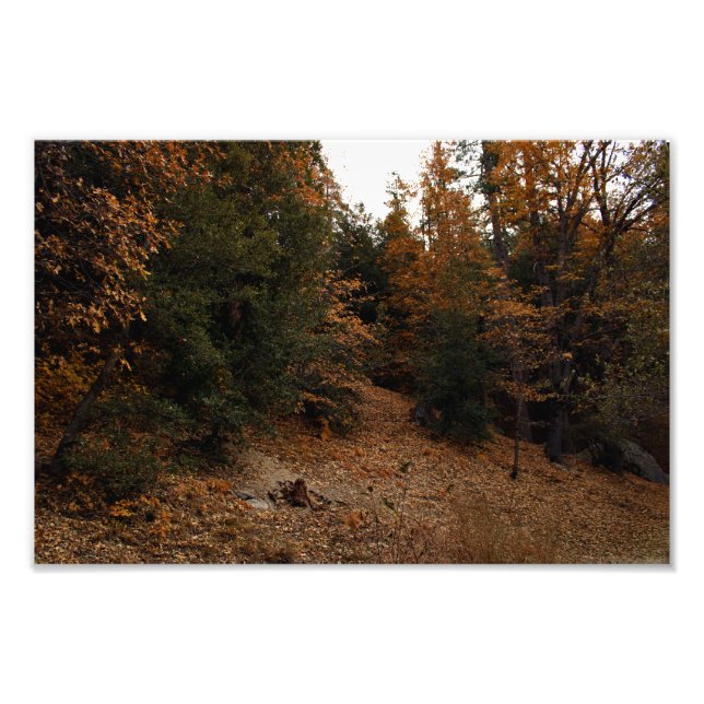Idyllwild - Pine Cove Photo Print (Front)