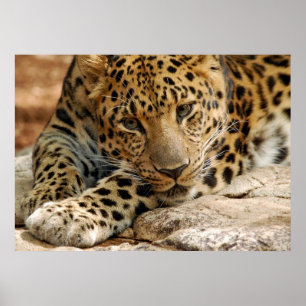 If Only...I Could Be Saved Poster