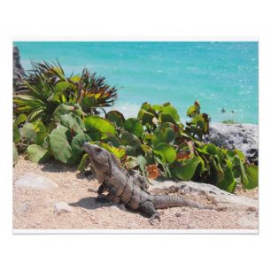 Iguana and turquoise sea photo print