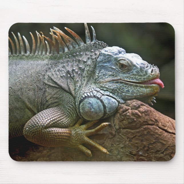 iguana, animal, wildlife mouse pad (Front)