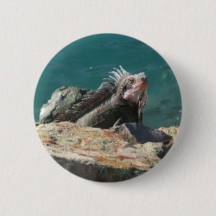 Iguana at St. Thomas 2 Inch Round Button