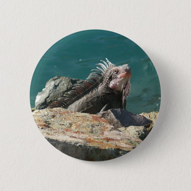 Iguana at St. Thomas 2 Inch Round Button (Front)