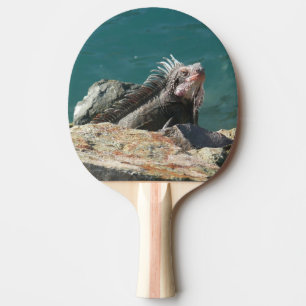 Iguana at St. Thomas Ping Pong Paddle