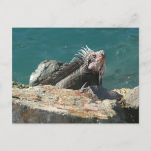 Iguana at St. Thomas Postcard