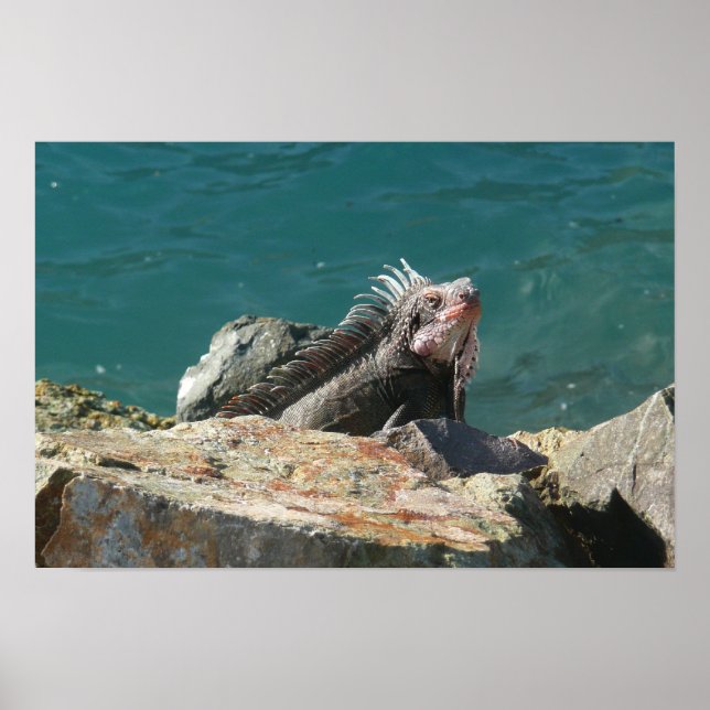 Iguana at St. Thomas Poster (Front)