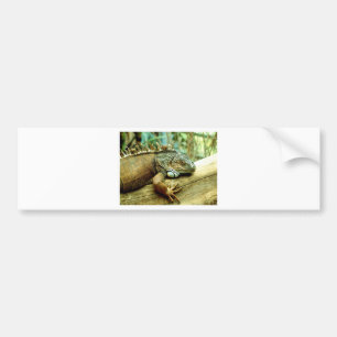 Iguana Bumper Sticker