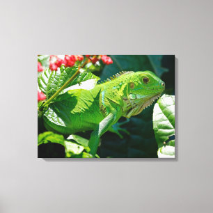Iguana Canvas Print