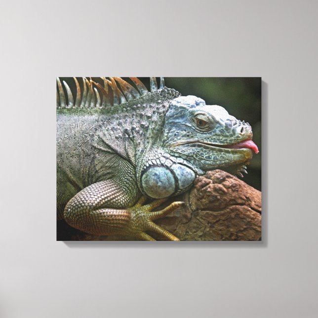 Iguana Close-Up canvas print (Front)