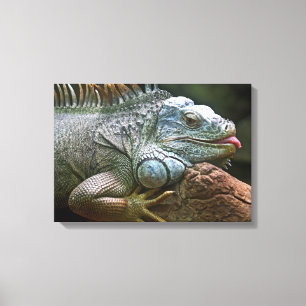 Iguana Close-Up canvas print