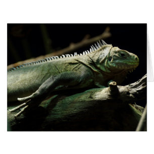 Iguana delicatissima