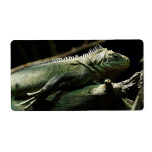 Iguana delicatissima