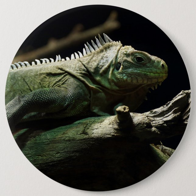 Iguana delicatissima 6 inch round button (Front)