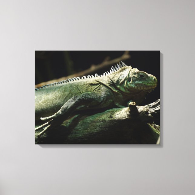 Iguana delicatissima canvas print (Front)