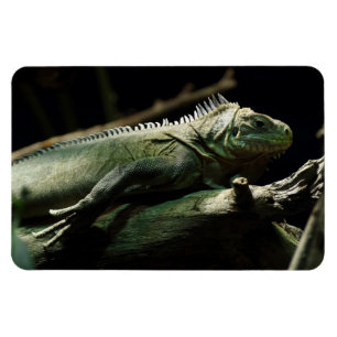 Iguana delicatissima magnet