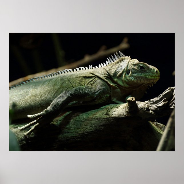 Iguana delicatissima poster (Front)