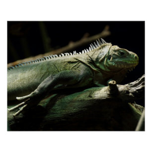 Iguana delicatissima poster