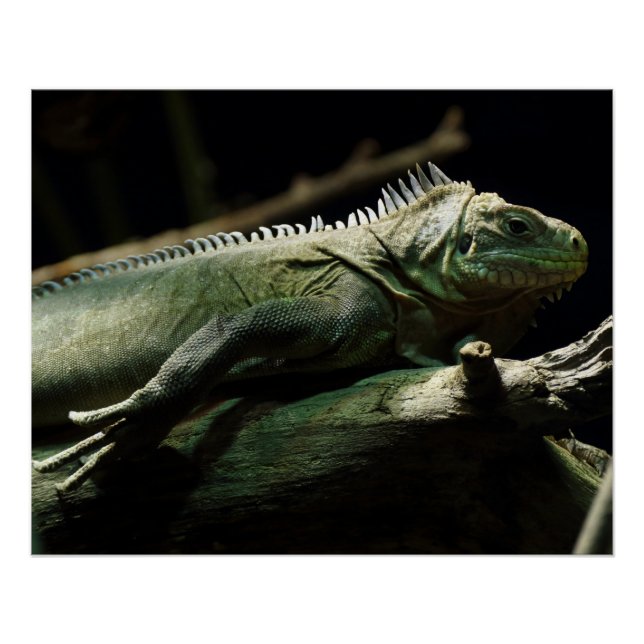 Iguana delicatissima poster (Front)
