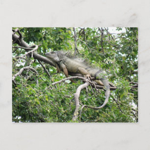 Iguana en Monagas Postcard